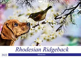 Kalender Rhodesian Ridgeback - Moments (Wandkalender 2022 DIN A4 quer) von Dagmar Behrens