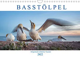 Kalender Basstölpel - Helgolands tollkühne Taucher (Wandkalender 2022 DIN A4 quer) von Norman Preißler