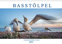 Kalender Basstölpel - Helgolands tollkühne Taucher (Wandkalender 2022 DIN A3 quer) von Norman Preißler