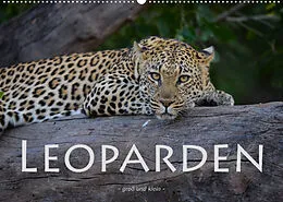 Kalender Leoparden - groß und klein (Wandkalender 2022 DIN A2 quer) von Robert Styppa