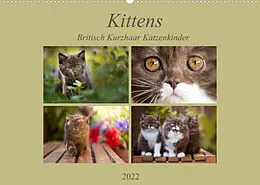 Kalender Kittens - Britisch Kurzhaar Katzenkinder (Wandkalender 2022 DIN A2 quer) von Janina Bürger