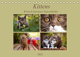 Kalender Kittens - Britisch Kurzhaar Katzenkinder (Tischkalender 2022 DIN A5 quer) von Janina Bürger