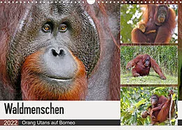 Kalender Waldmenschen - Orang Utans auf Borneo (Wandkalender 2022 DIN A3 quer) von Michael Herzog
