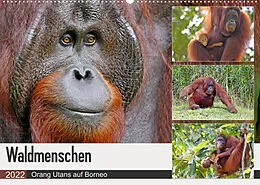 Kalender Waldmenschen - Orang Utans auf Borneo (Wandkalender 2022 DIN A2 quer) von Michael Herzog