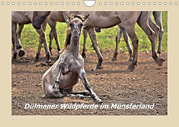 Kalender Dülmener Wildpferde im Münsterland (Wandkalender 2022 DIN A4 quer) von Bettina Hackstein