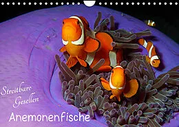 Kalender Anemonenfische - Streitbare Gesellen (Wandkalender 2022 DIN A4 quer) von Ute Niemann
