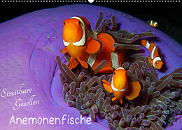 Kalender Anemonenfische - Streitbare Gesellen (Wandkalender 2022 DIN A2 quer) von Ute Niemann