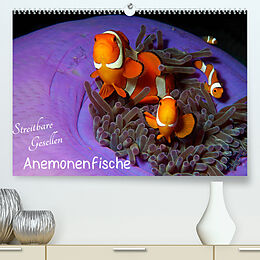 Kalender Anemonenfische - Streitbare Gesellen (Premium, hochwertiger DIN A2 Wandkalender 2022, Kunstdruck in Hochglanz) von Ute Niemann