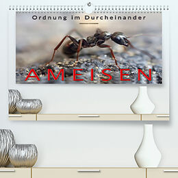 Kalender Ameisen - Ordnung im Durcheinander (Premium, hochwertiger DIN A2 Wandkalender 2022, Kunstdruck in Hochglanz) von Peter Roder