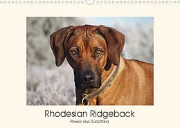 Kalender Rhodesian Ridgeback Power aus Südafrika (Wandkalender 2022 DIN A3 quer) von Birgit Bodsch