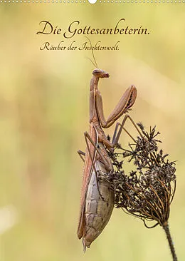 Kalender Die Gottesanbeterin. Räuber der Insektenwelt. (Wandkalender 2022 DIN A2 hoch) von juehust