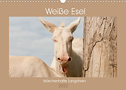 Kalender Weiße Esel - Märchenhafte Langohren (Wandkalender 2022 DIN A3 quer) von Meike Bölts