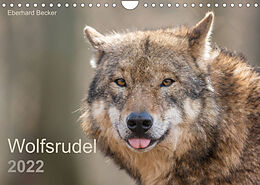 Kalender Wolfsrudel (Wandkalender 2022 DIN A4 quer) von Eberhard Becker