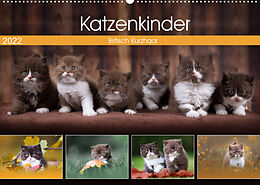 Kalender Katzenkinder - Britisch Kurzhaar (Wandkalender 2022 DIN A2 quer) von Wabi Sabi Fotografie by Janina Bürger