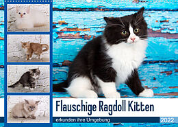 Kalender Flauschige Ragdoll Kitten (Wandkalender 2022 DIN A2 quer) von Fotodesign Verena Scholze