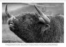 Kalender Faszination Schottisches Hochlandrind (Wandkalender 2022 DIN A3 quer) von Sigrid Sprengelmeyer