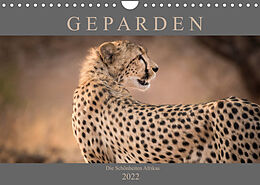 Kalender Geparden - Die Schönheiten Afrikas (Wandkalender 2022 DIN A4 quer) von Markus Pavlowsky