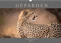 Kalender Geparden - Die Schönheiten Afrikas (Wandkalender 2022 DIN A3 quer) von Markus Pavlowsky