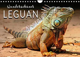 Kalender Wunderschöner Leguan (Wandkalender 2022 DIN A4 quer) von Peter Roder