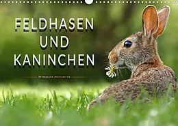 Kalender Feldhasen und Kaninchen (Wandkalender 2022 DIN A3 quer) von Peter Roder