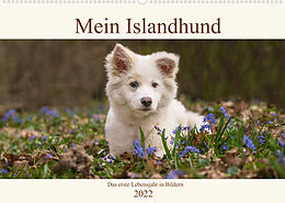 Kalender Mein Islandhund - das erste Lebensjahr in Bildern (Wandkalender 2022 DIN A2 quer) von Monika Scheurer