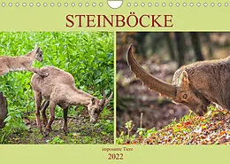 Kalender Steinböcke - imposante Tiere (Wandkalender 2022 DIN A4 quer) von Liselotte Brunner-Klaus