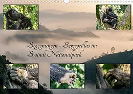 Kalender Begegnungen - Berggorillas im Bwindi Nationalpark (Wandkalender 2022 DIN A3 quer) von Marisa Jorda-Motzkau