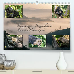 Kalender Begegnungen - Berggorillas im Bwindi Nationalpark (Premium, hochwertiger DIN A2 Wandkalender 2022, Kunstdruck in Hochglanz) von Marisa Jorda-Motzkau