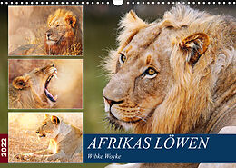 Kalender Afrikas Löwen 2022 (Wandkalender 2022 DIN A3 quer) von Wibke Woyke