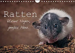 Kalender Ratten. Kleine Nager, großes Herz. (Wandkalender 2022 DIN A4 quer) von Thorsten Nilson