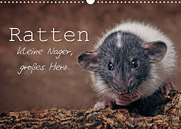 Kalender Ratten. Kleine Nager, großes Herz. (Wandkalender 2022 DIN A3 quer) von Thorsten Nilson