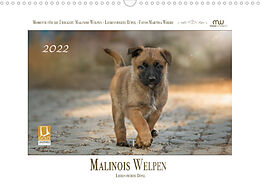 Kalender Malinois Welpen - Liebenswerte Rüpel (Wandkalender 2022 DIN A3 quer) von Martina Wrede