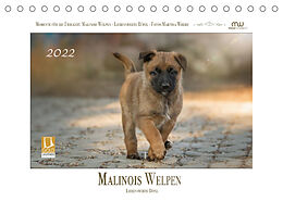 Kalender Malinois Welpen - Liebenswerte Rüpel (Tischkalender 2022 DIN A5 quer) von Martina Wrede
