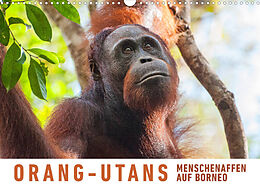 Kalender Orang-Utans Menschenaffen auf Borneo (Wandkalender 2022 DIN A3 quer) von Martin Ristl