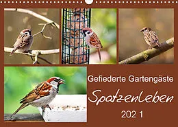 Kalender Gefiederte Gartengäste - Spatzenleben (Wandkalender 2022 DIN A3 quer) von Sabine Löwer