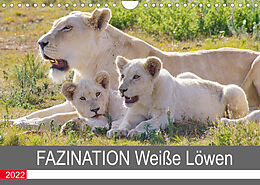 Kalender FAZINATION Weiße Löwen (Wandkalender 2022 DIN A4 quer) von Thula