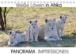 Kalender Weiße Löwen in Afrika PANORAMA IMPRESSIONEN (Tischkalender 2022 DIN A5 quer) von Barbara Fraatz