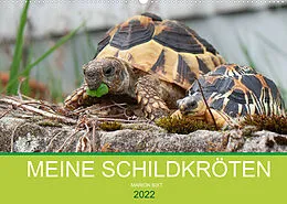 Kalender Meine Schildkröten (Wandkalender 2022 DIN A2 quer) von Marion Sixt