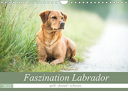Kalender Faszination Labrador - gelb, foxred, schwarz (Wandkalender 2022 DIN A4 quer) von Cornelia Strunz