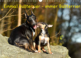 Kalender Einmal Bullterrier - immer Bullterrier (Wandkalender 2022 DIN A3 quer) von Yvonne Janetzek