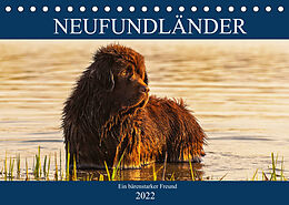 Kalender Neufundländer - Ein bärenstarker Freund (Tischkalender 2022 DIN A5 quer) von Sigrid Starick