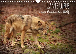 Kalender Canis Lupus - unser Freund der Wolf (Wandkalender 2022 DIN A4 quer) von Alexandra Hollstein