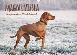 Kalender Magyar Vizsla - Ungarischer Vorstehhund (Wandkalender 2022 DIN A3 quer) von Alexandra Hollstein