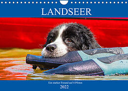 Kalender Landseer - Ein starker Freund auf 4 Pfoten (Wandkalender 2022 DIN A4 quer) von Sigrid Starick