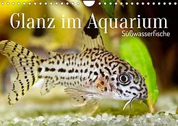 Kalender Glanz im Aquarium: Süßwasserfische (Wandkalender 2022 DIN A4 quer) von CALVENDO