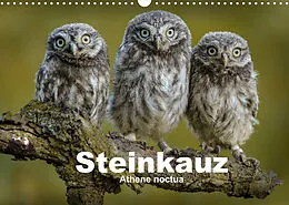 Kalender Steinkäuze (Athene noctua) (Wandkalender 2022 DIN A3 quer) von Winfried Rusch