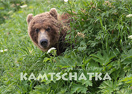 Kalender Aug in Aug mit den Braunbären in Kamtschatka (Wandkalender 2022 DIN A2 quer) von Stephan Peyer