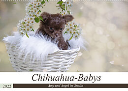 Kalender Chihuahua-Babys - Amy und Angel im Studio (Wandkalender 2022 DIN A2 quer) von Sonja Teßen