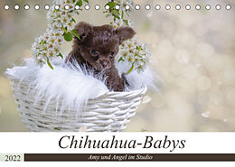 Kalender Chihuahua-Babys - Amy und Angel im Studio (Tischkalender 2022 DIN A5 quer) von Sonja Teßen