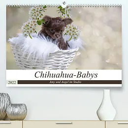 Kalender Chihuahua-Babys - Amy und Angel im Studio (Premium, hochwertiger DIN A2 Wandkalender 2022, Kunstdruck in Hochglanz) von Sonja Teßen